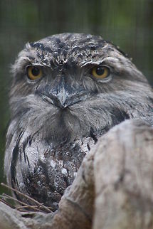 Tawny Frogmouth Most widespread frogmouth.  They a found all over Australia and Tasmania.  They like forest, rain forest, open woodlands, timbered watercourses, park as well as gardens.  They are between 33-50cm. Male is larger.  Active at dusk, they glide down on prey like the Kookaburra. Podargus strigoides,Tawny Frogmouth