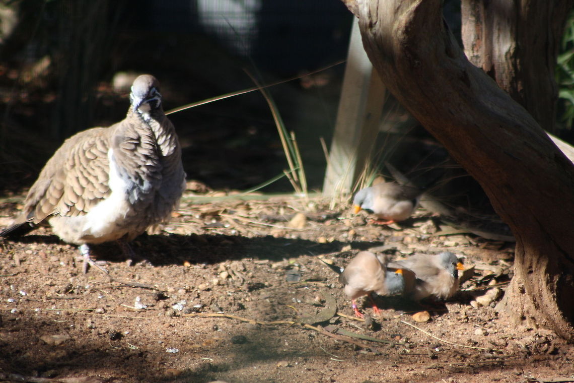 Cinnamon Quail-Thrush with Finches  Geophaps scripta,Squatter pigeon