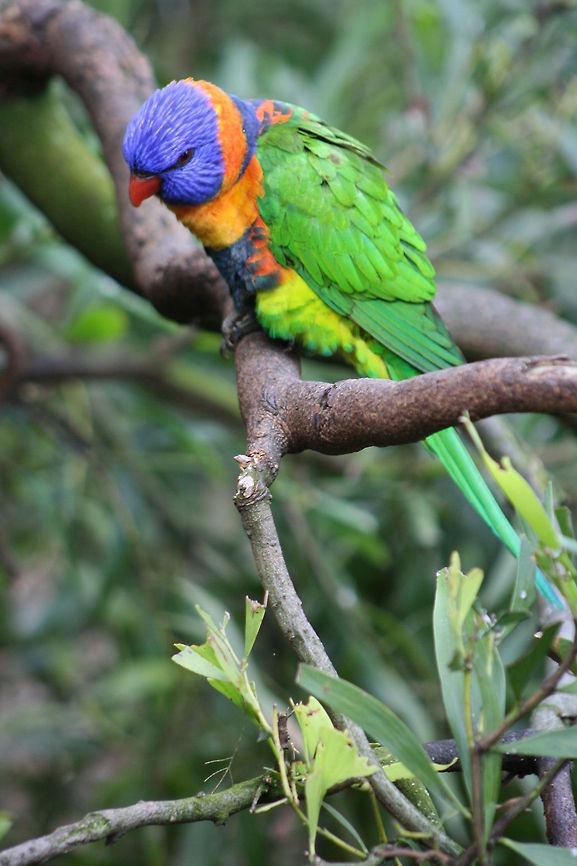 Red Collared Lorikeet  Red-collared Lorikeet,Trichoglossus rubritorquis