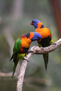 Red-collared Lorikeet  Red-collared Lorikeet,Trichoglossus rubritorquis