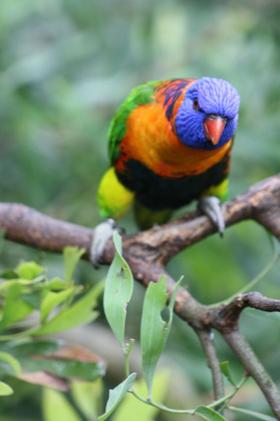 Red Collared Lorikeet  Red-collared Lorikeet,Trichoglossus rubritorquis
