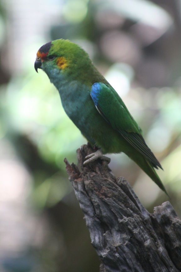 Purple-crowned Lorikeet  Glossopsitta porphyrocephala,Purple-crowned Lorikeet