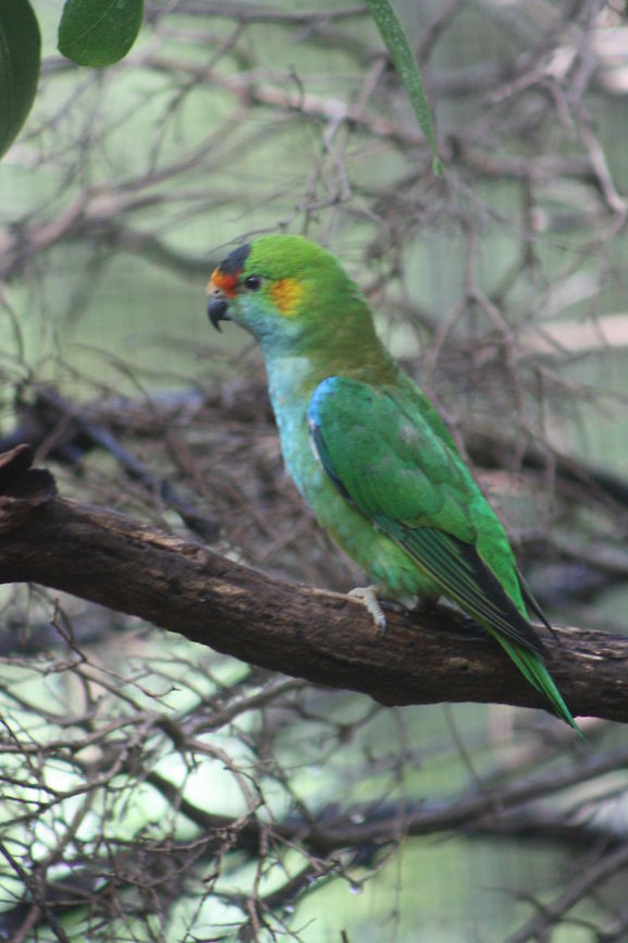 Purple-crowned Lorikeet  Glossopsitta porphyrocephala,Purple-crowned Lorikeet