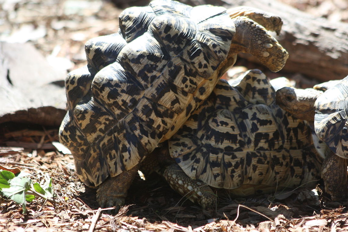 Leopard Turtle  Leopard tortoise,Stigmochelys pardalis