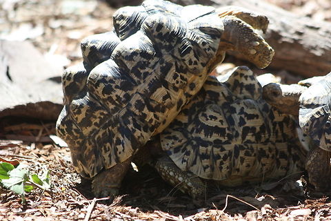Leopard Turtle  Leopard tortoise,Stigmochelys pardalis