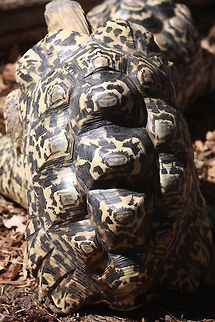 Leopard Turtle shield closeup  Leopard tortoise,Stigmochelys pardalis