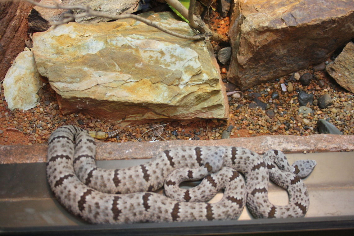 Banded Rock Rattlesnake  Crotalus lepidus klauberi