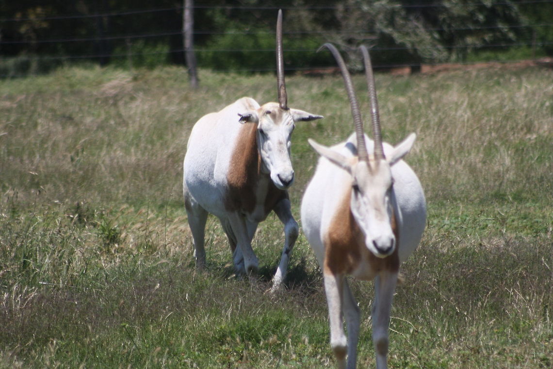 Scimitar-Horned Oryx help me find my antler---PLEASE  Oryx dammah,Scimitar oryx