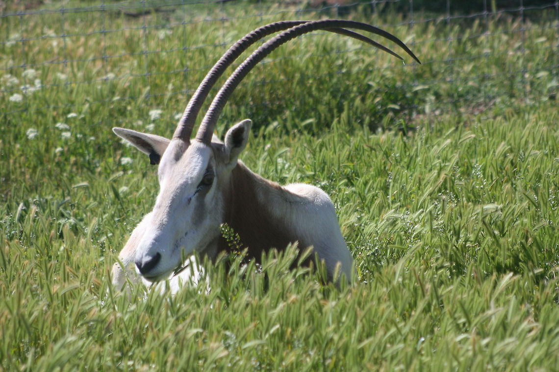Scimitar-Horned Oryx  Oryx dammah,Scimitar oryx