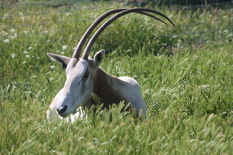 Scimitar-Horned Oryx  Oryx dammah,Scimitar oryx