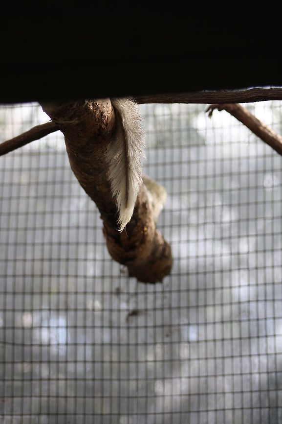Common Tree Shrews tail  Common treeshrew,Tupaia glis