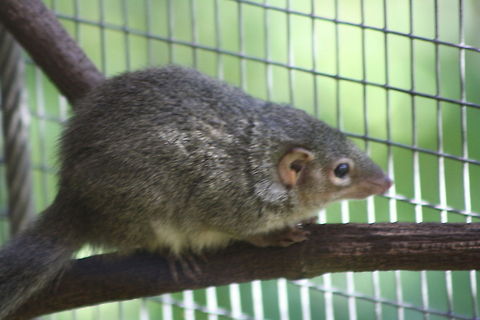 Common Tree Shrew  Common treeshrew,Tupaia glis