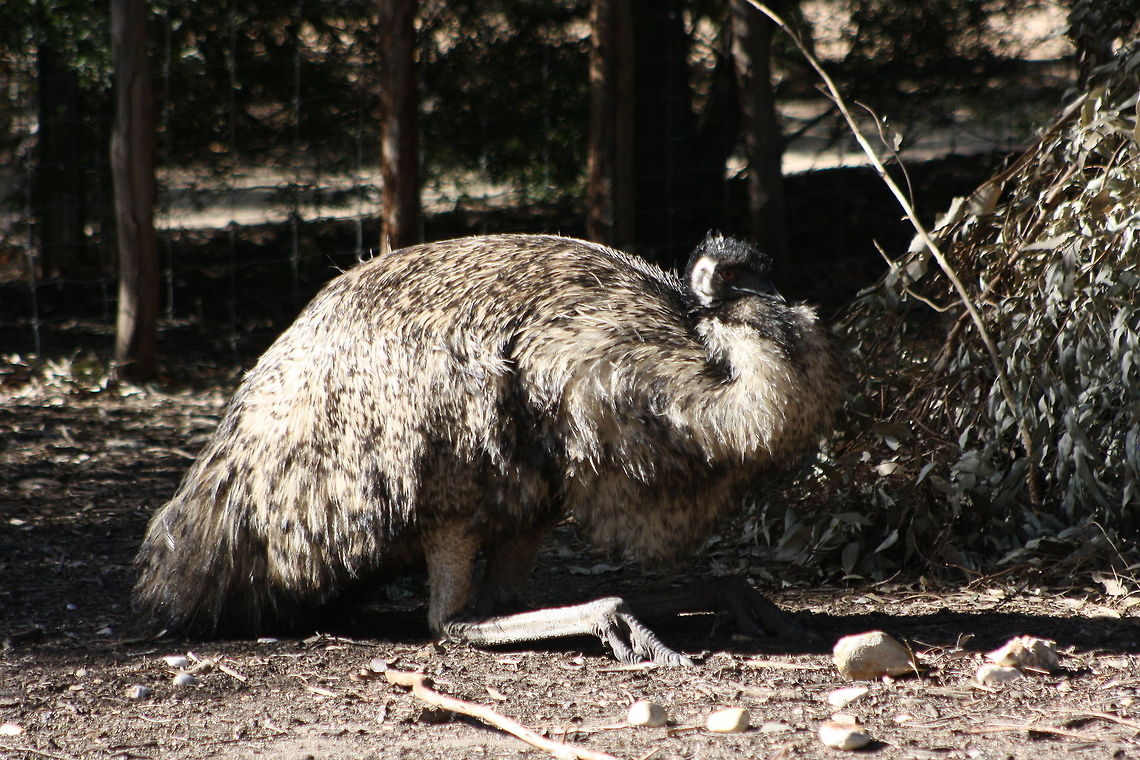 Emu  Dromaius novaehollandiae,Emu
