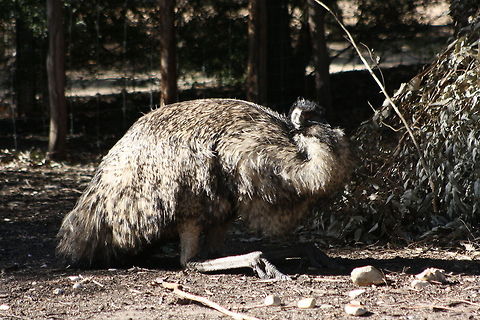 Emu  Dromaius novaehollandiae,Emu