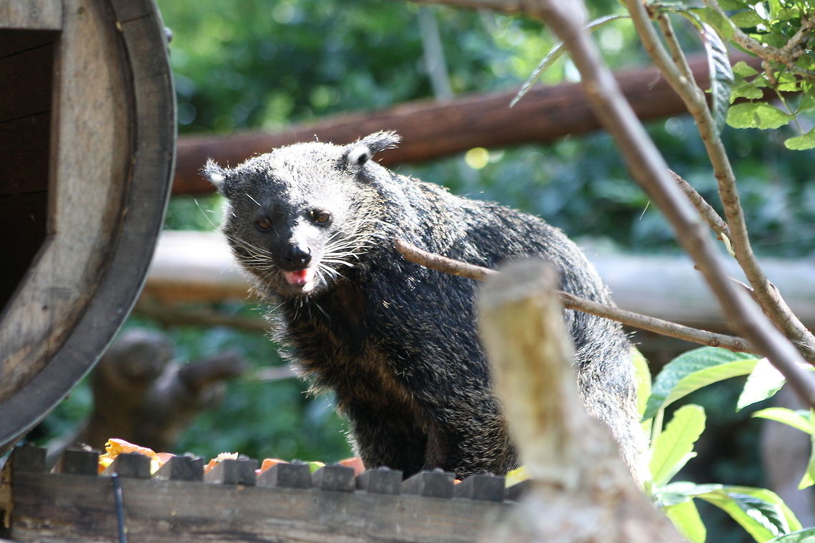 Binturong  Arctictis binturong,Binturong