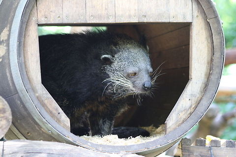 Binturong What morning already?  Arctictis binturong,Binturong