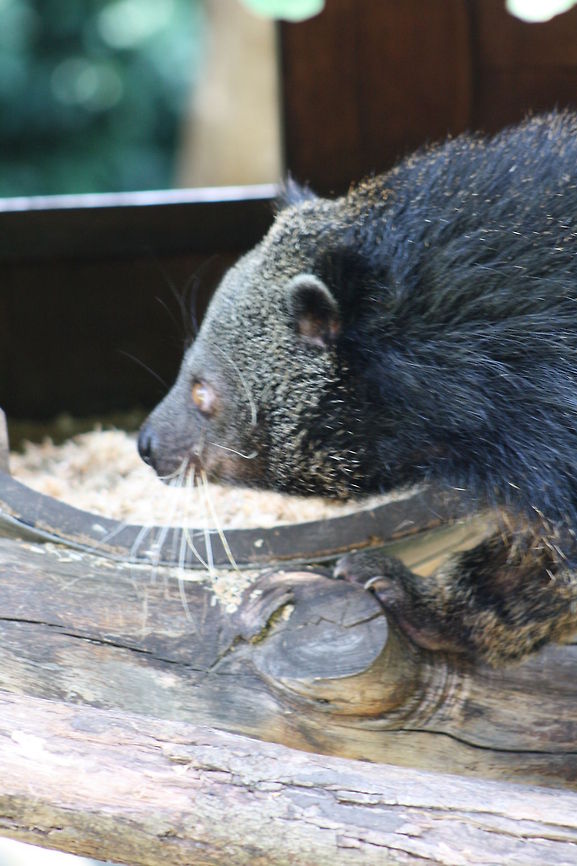 Binturong  Arctictis binturong,Binturong