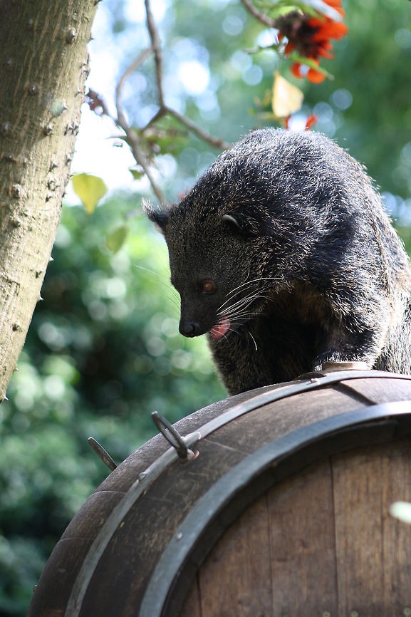 Binturong aren't I a barrell of fun? The binturong has the advantage that when it climbs to high it can rotate it&#039;s ankle 180 degrees and climb down forward as can the Red Panda from Nepal, Coati from Sth America etc..  Arctictis binturong,Binturong