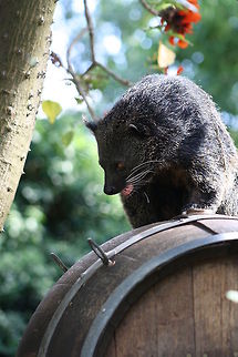 Binturong aren't I a barrell of fun? The binturong has the advantage that when it climbs to high it can rotate it's ankle 180 degrees and climb down forward as can the Red Panda from Nepal, Coati from Sth America etc..  Arctictis binturong,Binturong