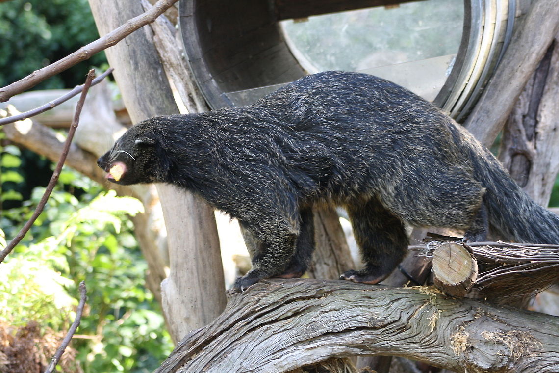 Binturong yum yum  Arctictis binturong,Binturong