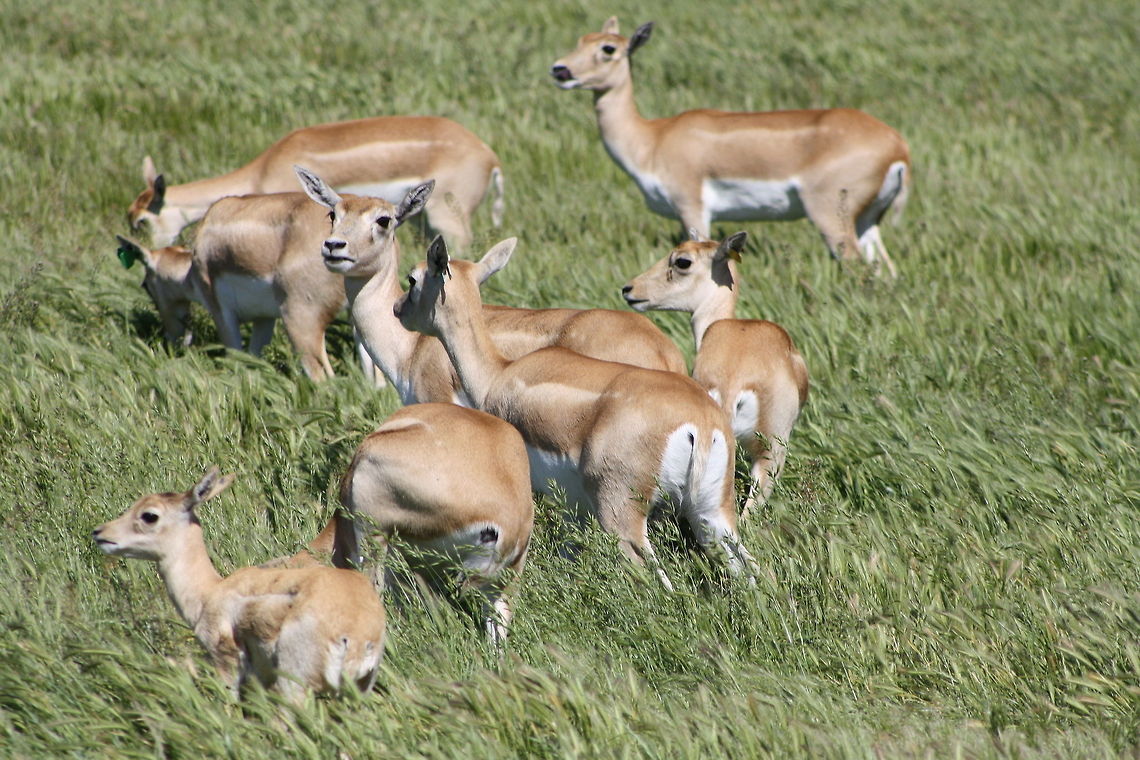 Indian_Black_Buck  Antilope cervicapra,Blackbuck