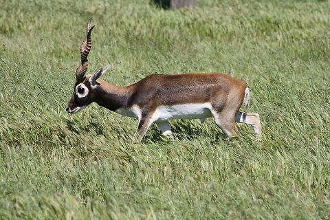Indian Black Buck classified as near threatened.  Is the only living species of the genus Antelope.  Today it population is confined to central India. They are primary grazers and avoid forested areas. They feed during the day.  Wolves and Jackals are main predators/ Antilope cervicapra,Blackbuck