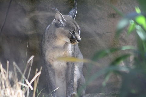 Caracal  Caracal,Caracal caracal
