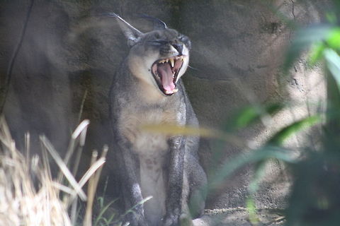 Caracal ho hum  Caracal,Caracal caracal