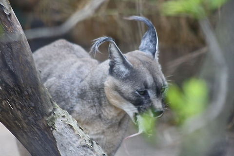 Caracal mouse in the house  Caracal,Caracal caracal