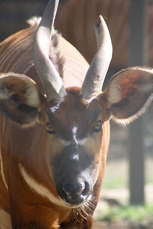Eastern_Bongo  Tragelaphus eurycerus,Western/Lowland Bongo
