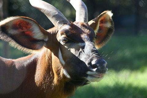 Eastern_Bongo  Tragelaphus eurycerus,Western/Lowland Bongo