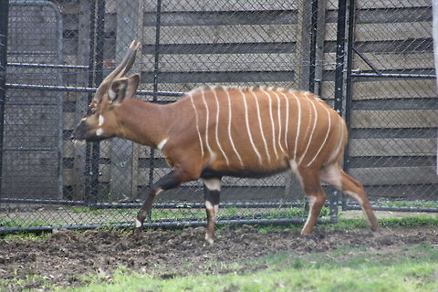 Eastern Bongo  Tragelaphus eurycerus,Western/Lowland Bongo