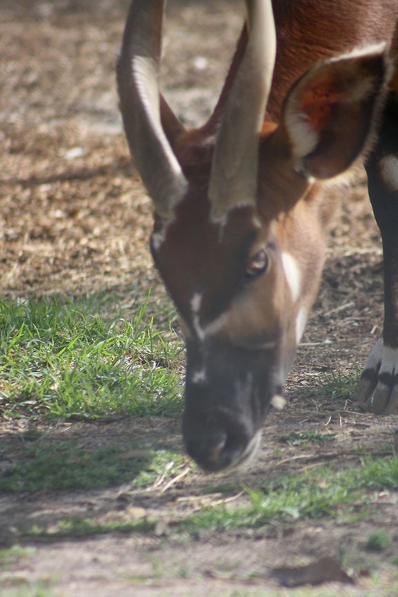Eastern_Bongo  Tragelaphus eurycerus,Western/Lowland Bongo