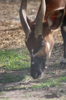 Eastern_Bongo  Tragelaphus eurycerus,Western/Lowland Bongo