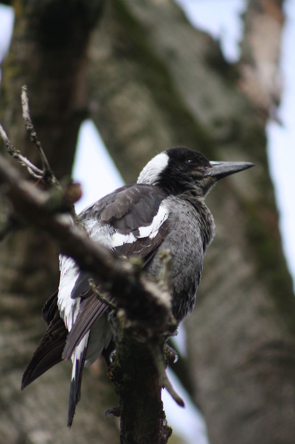 Australian Magpie   Australia,Australian Magpie,Geotagged,Gymnorhina tibicen