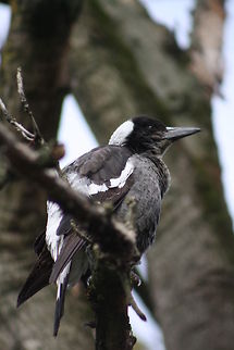 Australian Magpie   Australia,Australian Magpie,Geotagged,Gymnorhina tibicen