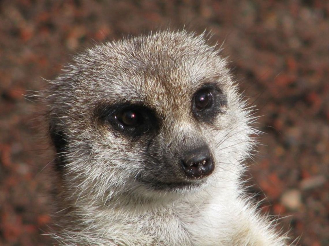 Slender tailed Meerkat  Meerkat,Suricata suricatta