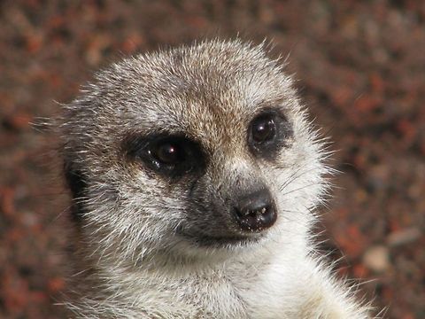 Slender tailed Meerkat  Meerkat,Suricata suricatta