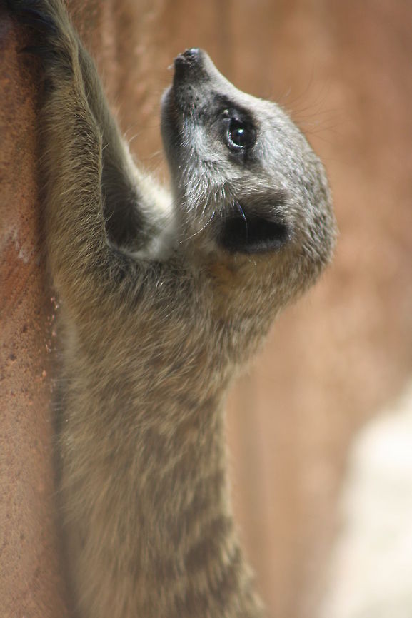 Slender tailed Meerkat  Meerkat,Suricata suricatta