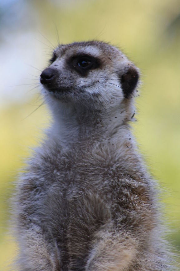 Slender tailed Meerkat  Meerkat,Suricata suricatta