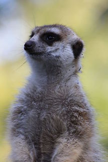 Slender tailed Meerkat  Meerkat,Suricata suricatta