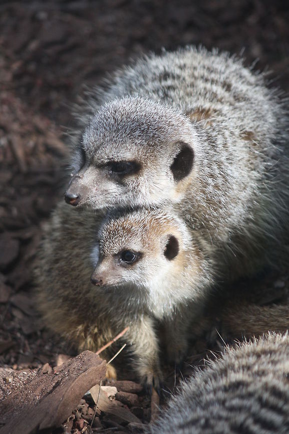 Slender tailed Meerkat  Meerkat,Suricata suricatta