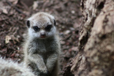 Slender-Tailed Meerkat at 6 weeks old  Meerkat,Suricata suricatta