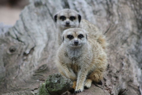 Slender Tailed Meerkat duo  Meerkat,Suricata suricatta