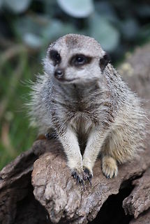 Slender-Tailed_Meerkat  Meerkat,Suricata suricatta