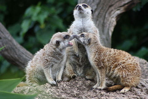 Slender-Tailed_Meerkat I told you to look up  Meerkat,Suricata suricatta