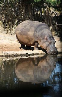 River_Hippo lets reflect  Hippopotamus,Hippopotamus amphibius