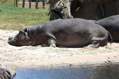 River_Hippo  Hippopotamus,Hippopotamus amphibius
