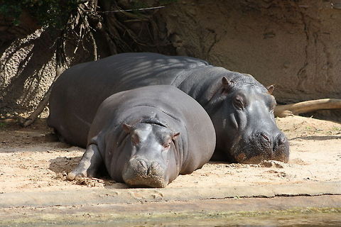 River Hippo and her young  Hippopotamus,Hippopotamus amphibius