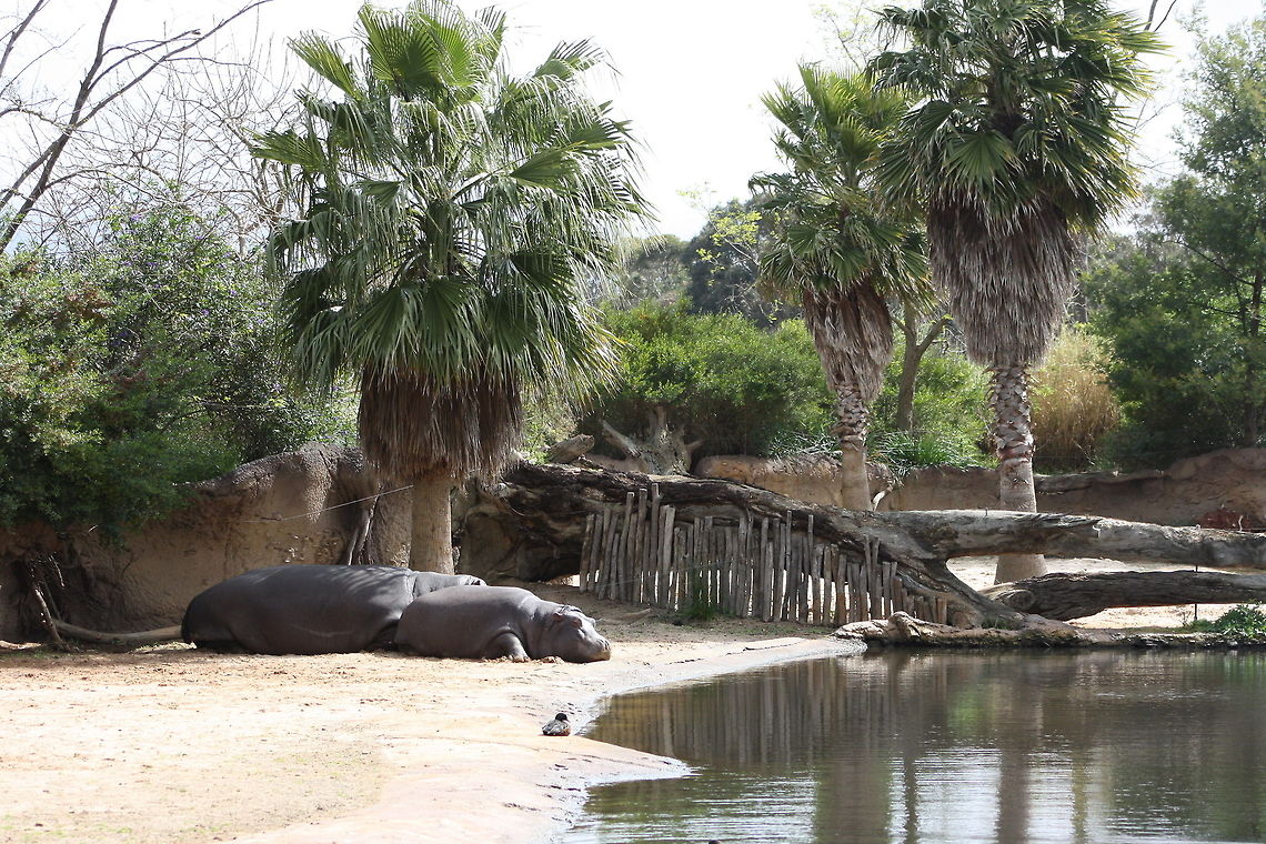 River_Hippo  Hippopotamus,Hippopotamus amphibius